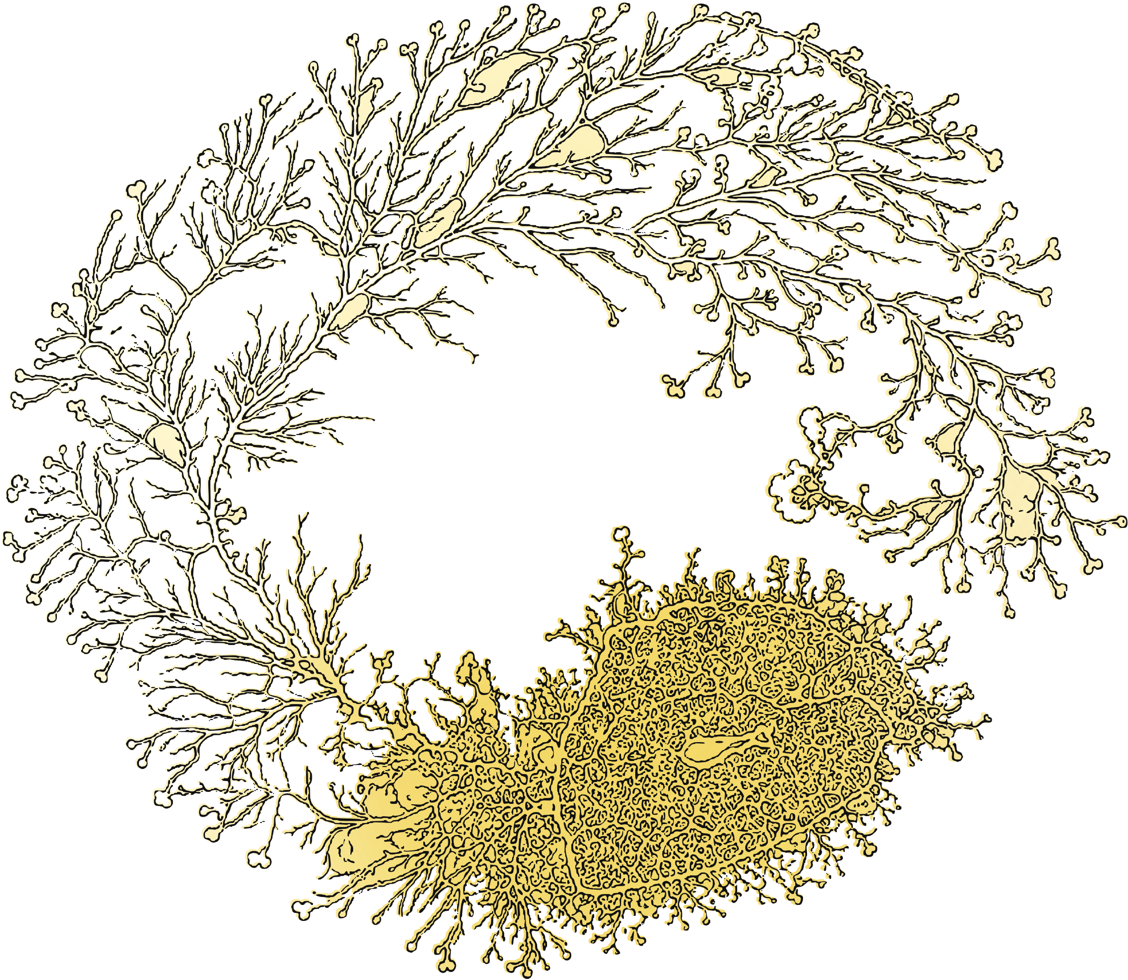 Yellow branching slime mold illustration