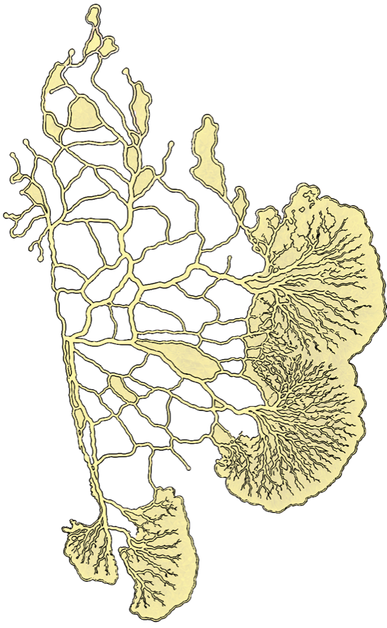 Yellow branching slime mold drawing
